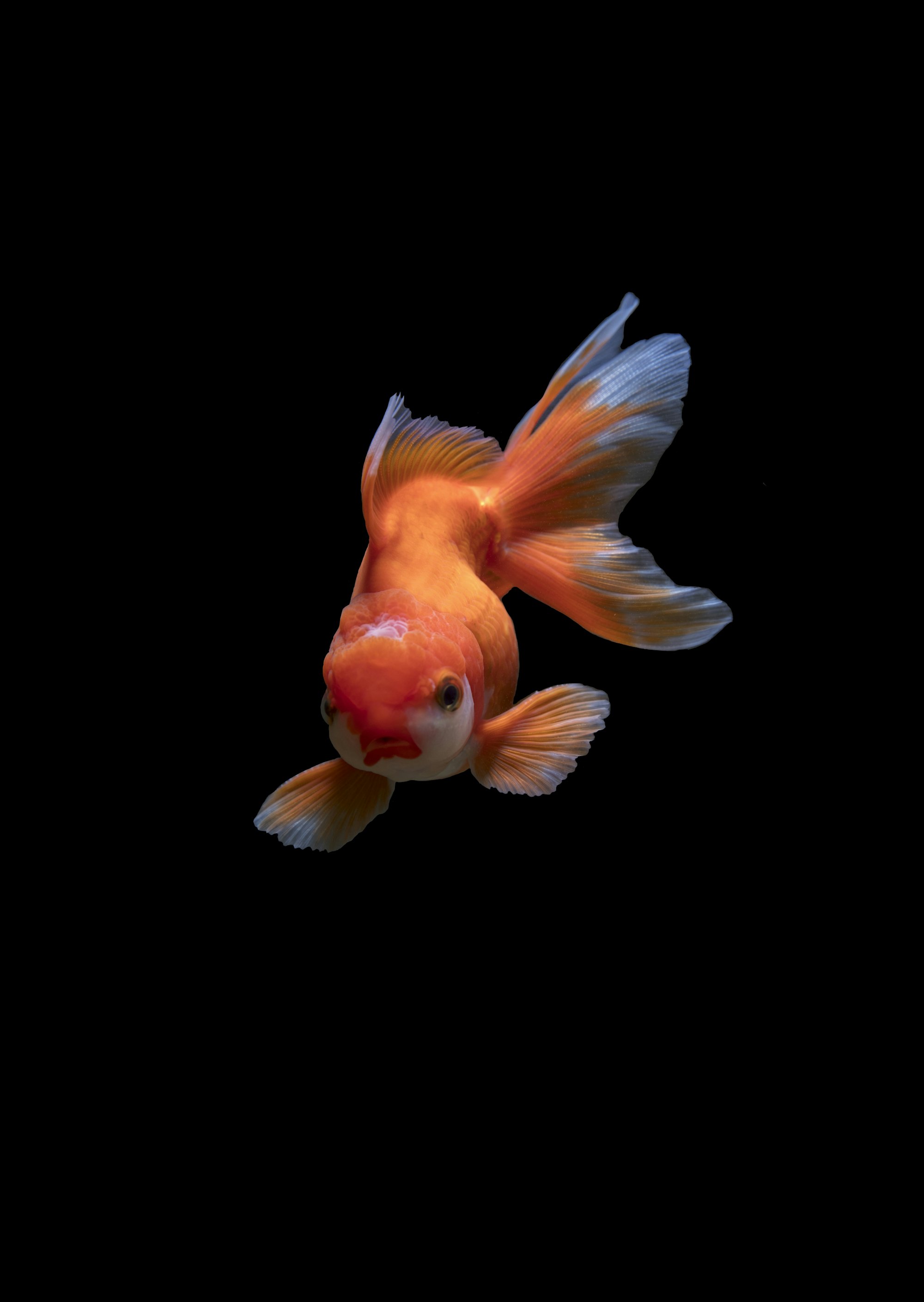 Setia Aquatic