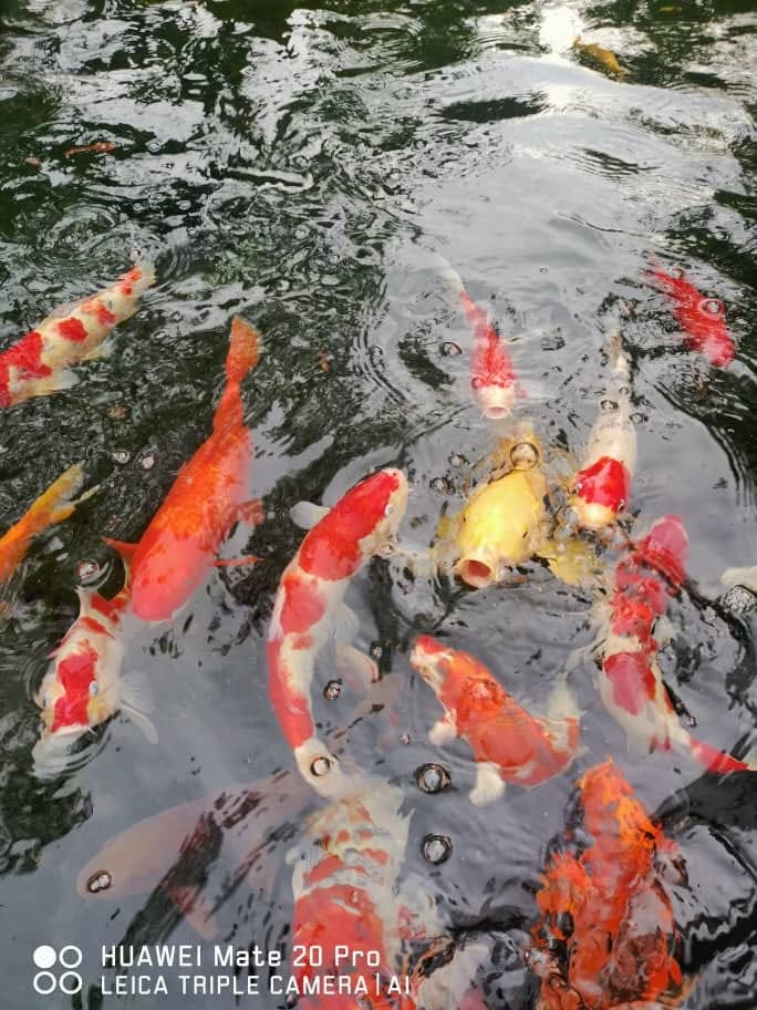 Koi 錦鯉